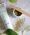 Alex Cosmetics (Herbs2Peel)